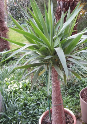 Frühling 2014 Yucca-Ele..jpg