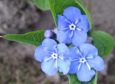 Frühling 2014 Vergiß..jpg