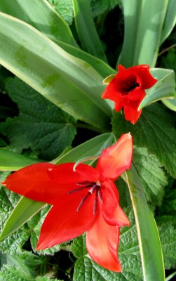 Frühling 2014 Tulpen.jpg