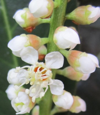 Frühling 2014 Loorbeer.jpg