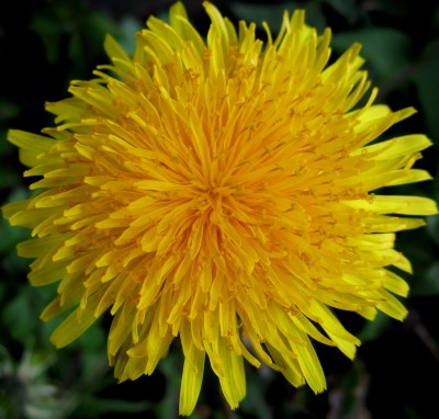 Frühling 2014 44.jpg