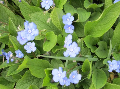 Frühling 2014 44625.jpg