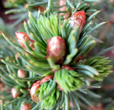 Frühling 2014 Neuaustrieb Zuckerfichte.jpg