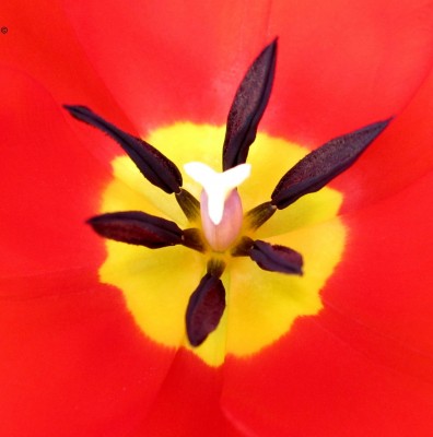 Frühling 2014 Innenleben-Tulpe.jpg