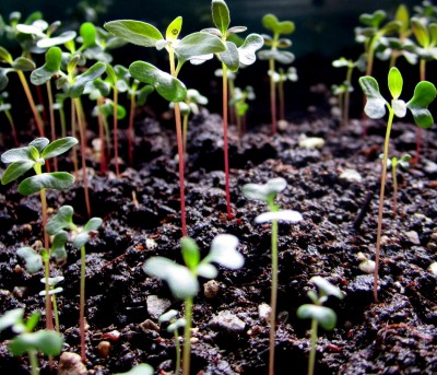 Frühling 2014 Eucalyptus-Deglupta.jpg
