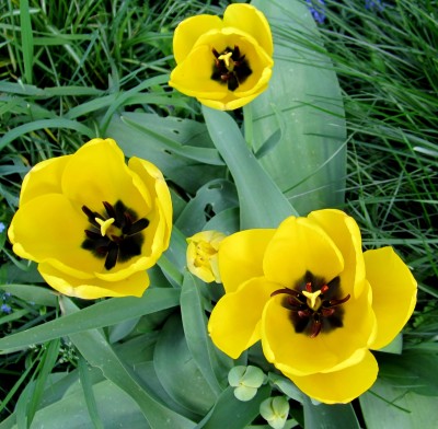 Frühling 2014 ©.jpg