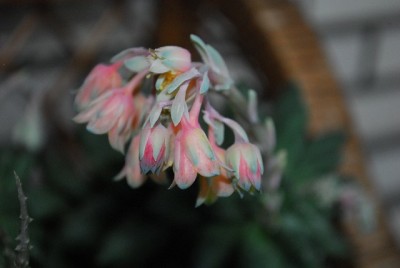 Crassulaceae14 001yy.jpg