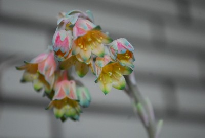 Crassulaceae14 002yy.jpg