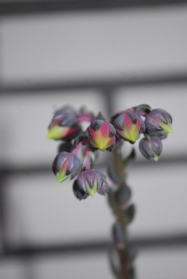 Crassulaceae14 003yy.jpg