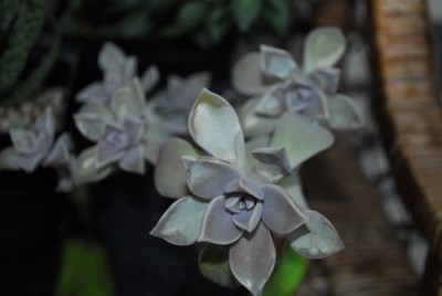 Crassulaceae14 005yy.jpg