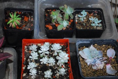 Crassulaceae14 006yy.jpg