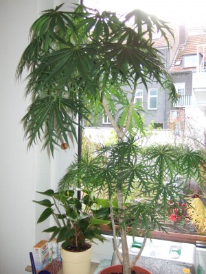 Jatropha 012.jpg