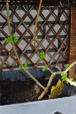 Wandelroeschen 002yy.jpg