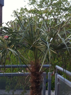 palme.jpeg