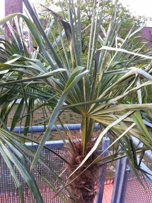 palme4.jpeg