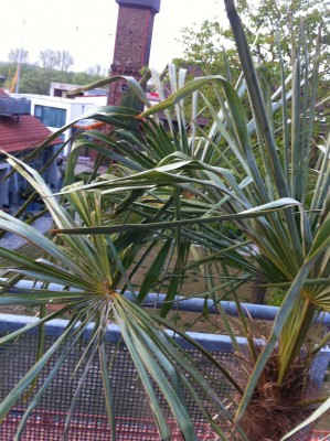 palme5.jpeg