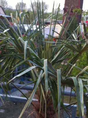 palme1.jpeg