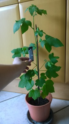 WP_20140405_001.jpg