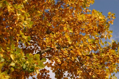 img_0826.jpg.jpg