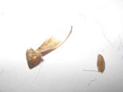 Unbekannte Pflanzenteile 006.JPG