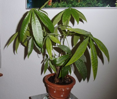 PICT2488.JPG