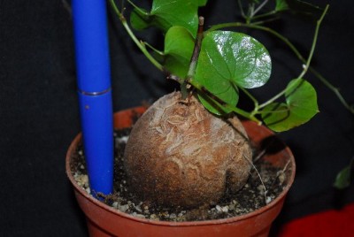 Frühling14 033yy.jpg