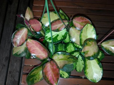 20140406_191954.jpg