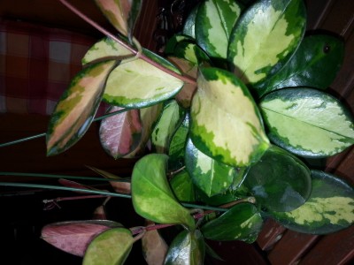 20140406_191938.jpg