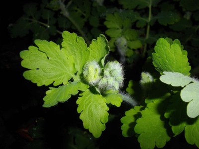 Bild 178.jpg