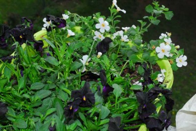 Frühling14 035yy.jpg