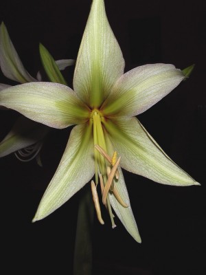 amaryllis1.jpg