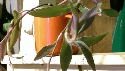 IMAG0088.jpg