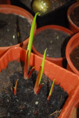 Callas14 002yy.jpg