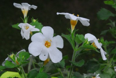 Frühling14 036yy.jpg