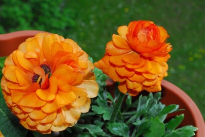 Frühling14 037yy.jpg