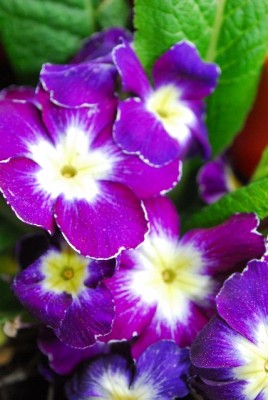 Frühling14 038yy.jpg