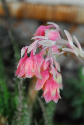 Frühling14 039yy.jpg