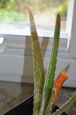 Aloe 003.JPG