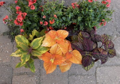 Buntnessel-058.JPG