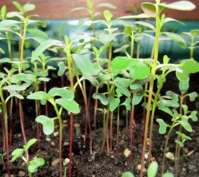 Frühling 2014 44696.jpg