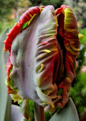 Frühling 2014 44685.jpg