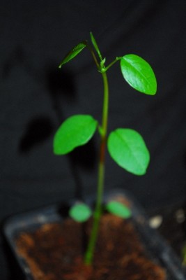 Korallenstrauch 002pp.jpg