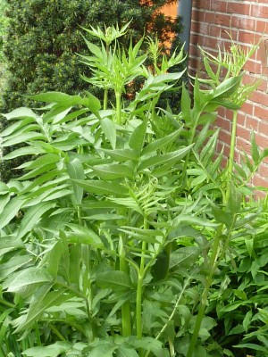 20130602 011 - Kopie.JPG