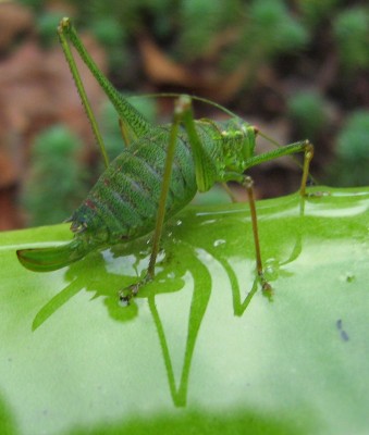 3090a Heuschrecke.jpg