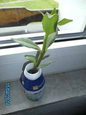 PICT0053.JPG