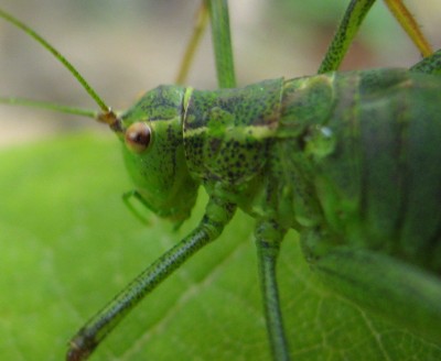 3086a Heuschrecke.jpg