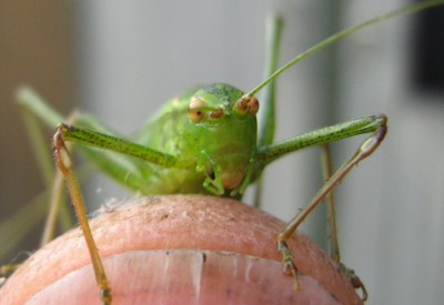 3083a Heuschrecke.jpg