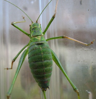 3080a Heuschrecke 1.jpg
