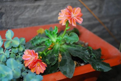 Frühling14 041pp.jpg