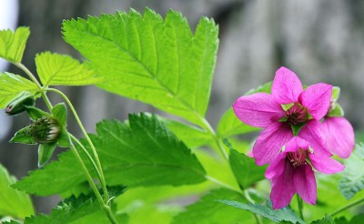 IMG_1793 k.jpg